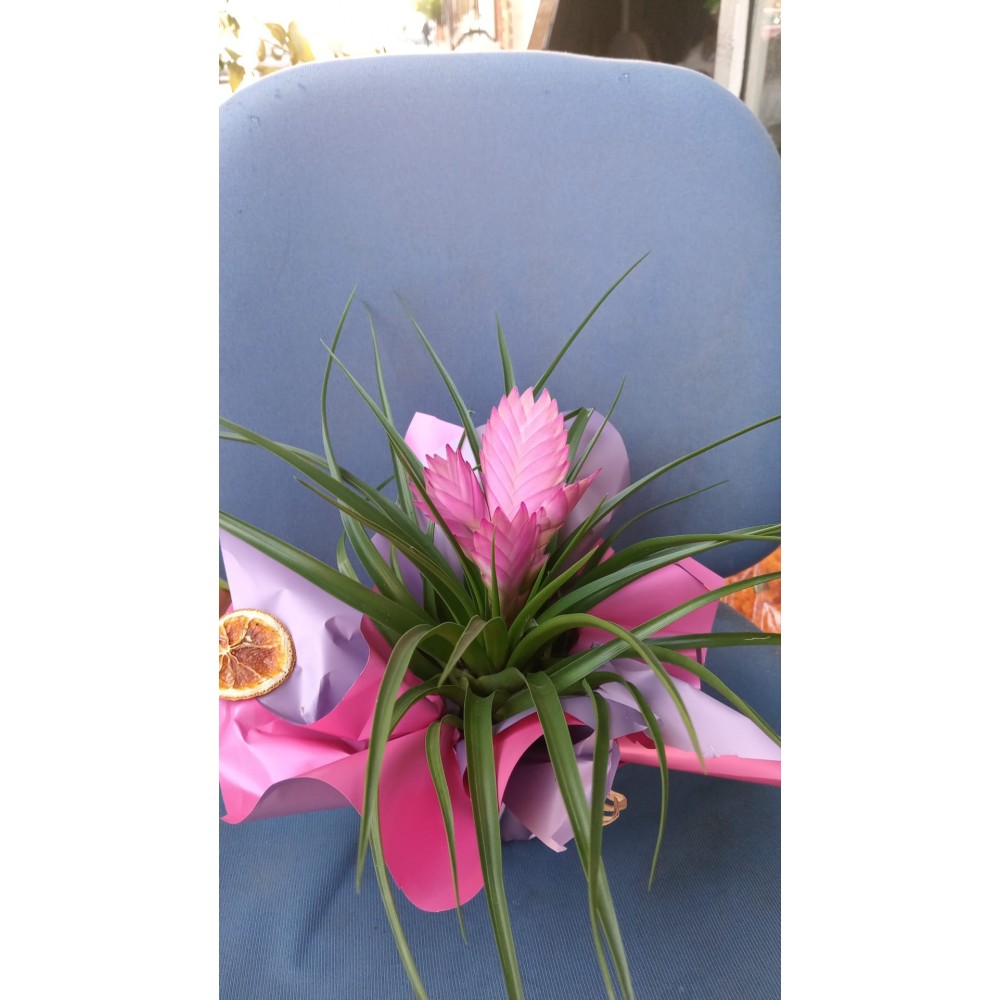 Tilandsia pembe